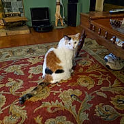 Iily joined the competition — help win amazing prizes! animal, calico, carpet, cat, cozy, decor, domestic_cat, fireplace, floor, floral_pattern, furniture_leg, home, household, indoor, living_room, pet, rug, sneakers, tail, wooden_furniture