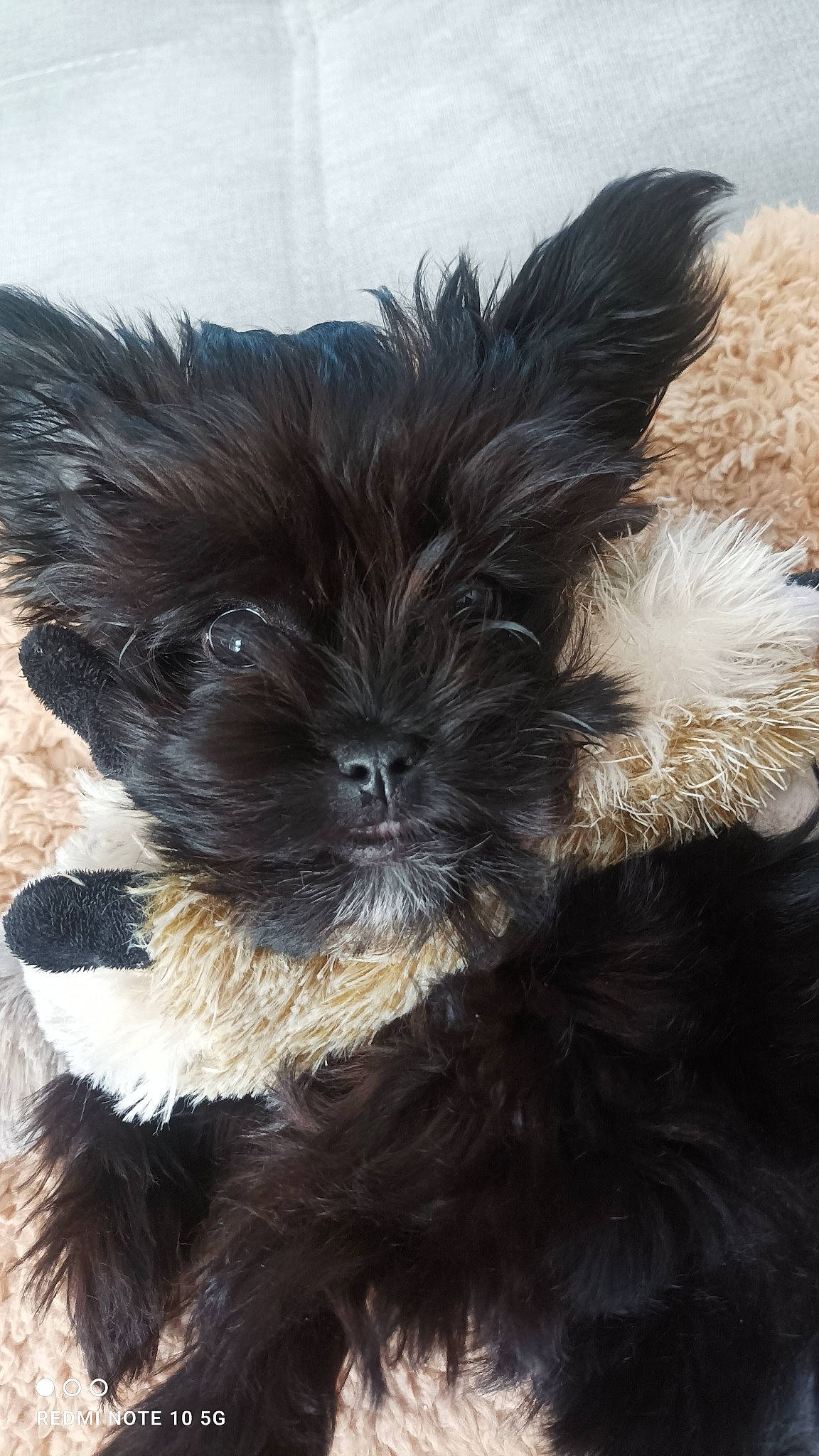 Samba participe au concours pour gagner de l'argent avec cette photo : biewer_terrier, canidae, carnivore, companion_dog, dog, dog_breed, dog_supply, fur, liver, maltepoo, small_terrier, snout, sporting_group, tail, terrestrial_animal, terrier, toy_dog, whiskers, working_animal, yorkipoo