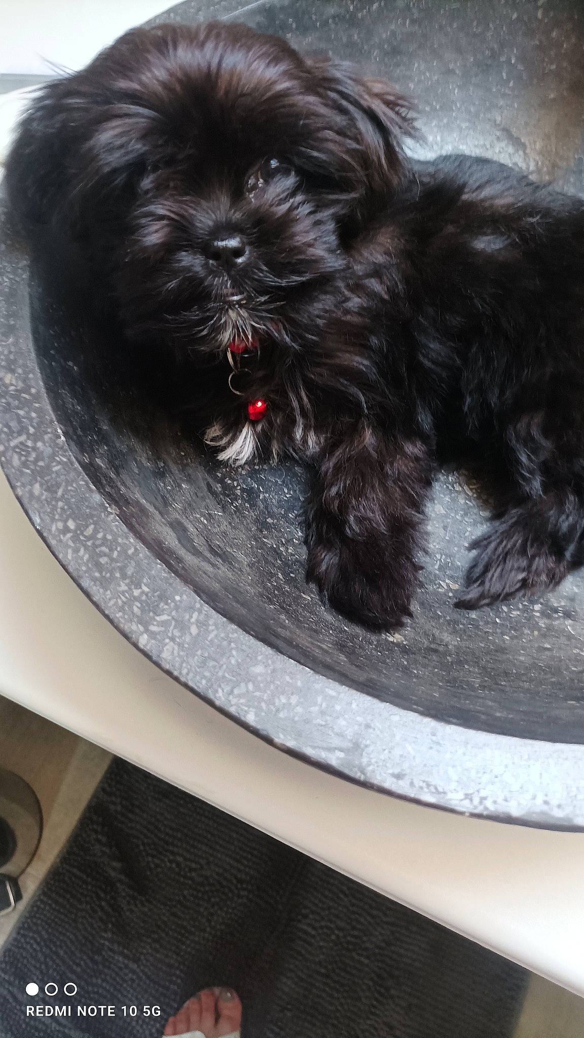 Samba a rejoint le concours — aidez-le/la à gagner de superbes lots ! automotive_tire, canidae, carnivore, companion_dog, dishware, dog, dog_breed, dog_supply, fur, grey, liver, shih_poo, shih_tzu, small_terrier, snout, sporting_group, terrier, toy_dog, whiskers, working_animal