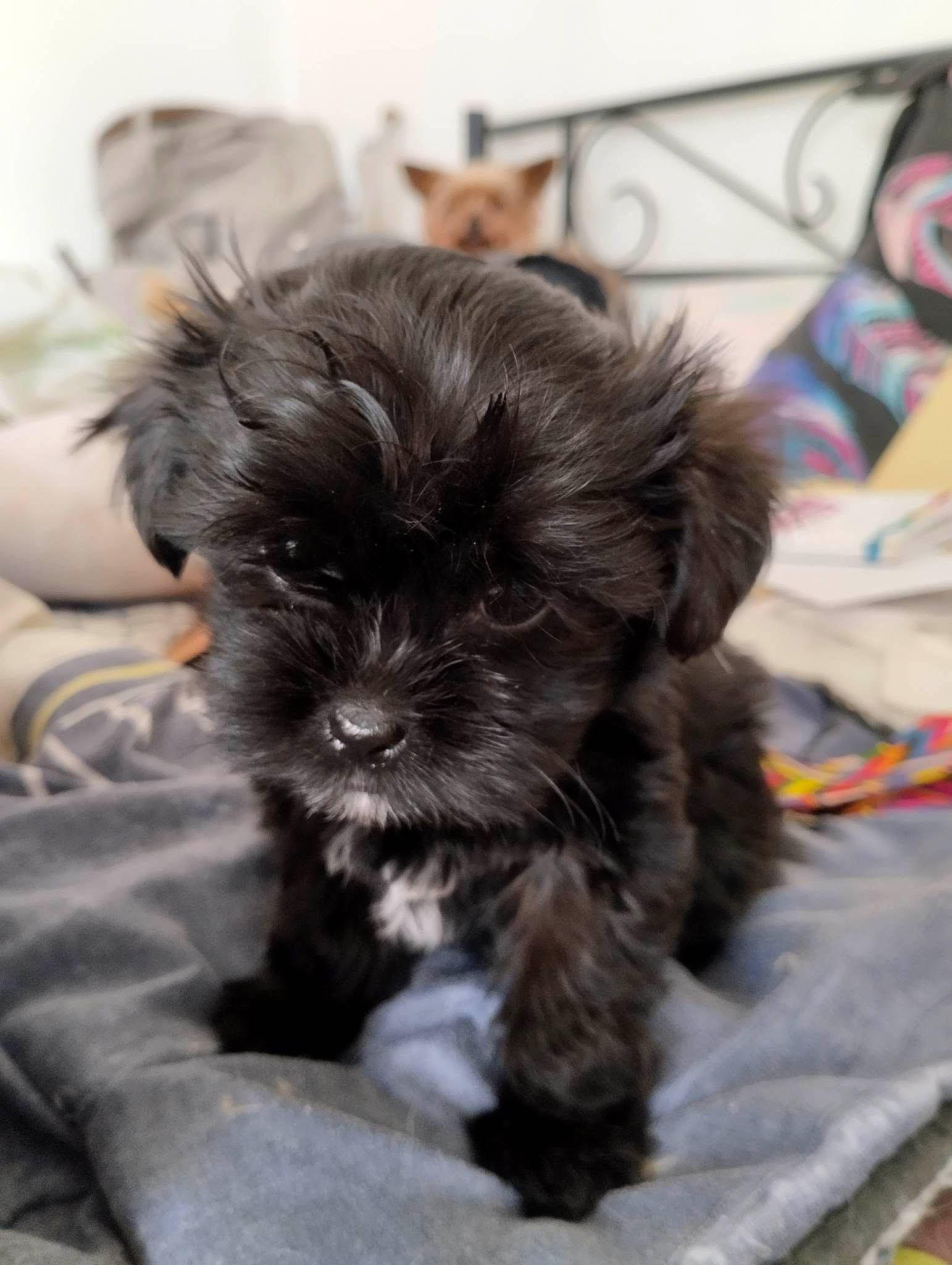 Samba participe au concours pour gagner de l'argent avec cette photo : canidae, carnivore, comfort, companion_dog, dog, dog_breed, fur, liver, maltepoo, non_sporting_group, poodle_crossbreed, shih_poo, small_terrier, snout, sporting_group, terrestrial_animal, terrier, toy_dog, working_animal, yorkipoo