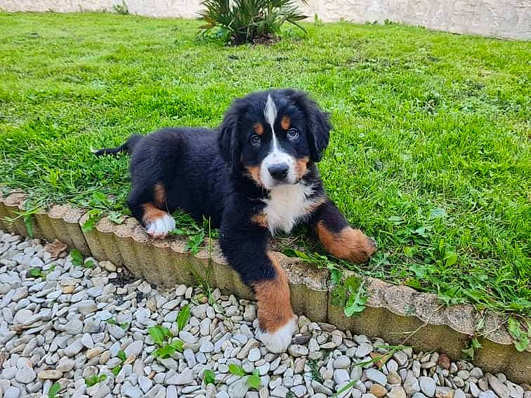 Ryo a rejoint le concours — aidez-le/la à gagner de superbes lots ! canidae, carnivore, cobblestone, companion_dog, dog, dog_breed, grass, groundcover, hound, hunting_dog, plant, snout, sporting_group, terrestrial_animal, working_dog