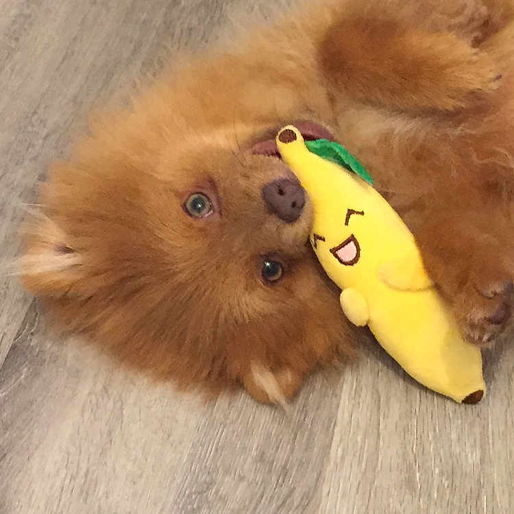 Snookye