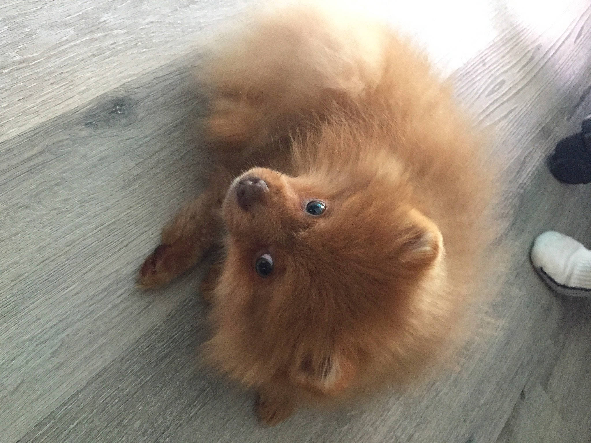 Snookye a rejoint le concours — aidez-le/la à gagner de superbes lots ! carnivore, companion_dog, dog_breed, fawn, felidae, flooring, fur, german_spitz, german_spitz_klein, hardwood, liver, mouse, paw, small_to_medium_sized_cats, spitz, sporting_group, tail, whiskers, wood, working_animal