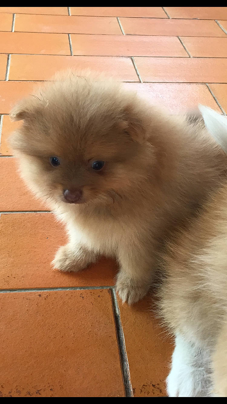 Snookye participe au concours pour gagner de l'argent avec cette photo : carnivore, close_up, companion_dog, dog_breed, fawn, felidae, fur, small_to_medium_sized_cats, snout, tail, toy_dog, whiskers, working_animal