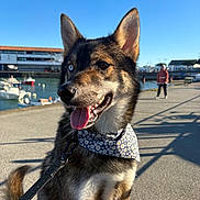 Cody a rejoint le concours — aidez-le/la à gagner de superbes lots ! dog, canine, bandana, blue_eye, brown_eye, tongue_out, outdoor, waterfront, harbor, boats, sunny, leash, pavement, person, shadow, building, sky, pet, animal, happy
