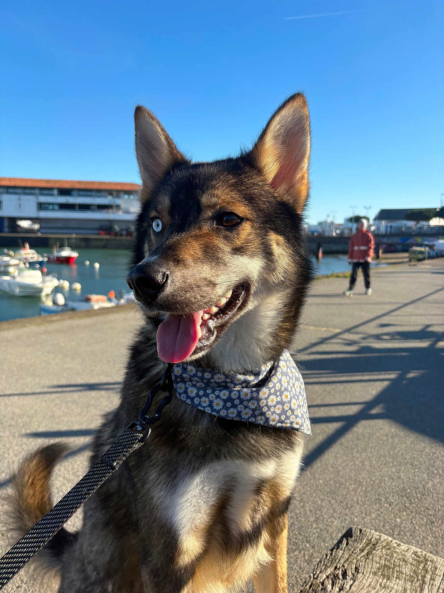 Cody a rejoint le concours — aidez-le/la à gagner de superbes lots ! dog, canine, bandana, blue_eye, brown_eye, tongue_out, outdoor, waterfront, harbor, boats, sunny, leash, pavement, person, shadow, building, sky, pet, animal, happy