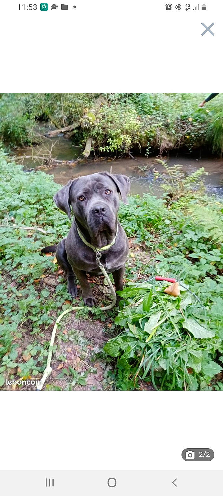 Kelya a rejoint le concours — aidez-le/la à gagner de superbes lots ! canidae, carnivore, companion_dog, dog, dog_breed, dog_collar, fawn, grass, groundcover, guard_dog, gun_dog, liver, molosser, plant, sporting_group, terrestrial_animal, terrestrial_plant, water, working_animal, working_dog