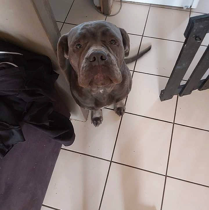 Kelya a rejoint le concours — aidez-le/la à gagner de superbes lots ! canidae, carnivore, comfort, companion_dog, dog, dog_breed, fawn, flooring, liver, metal, pet_supply, sculpture, snout, sporting_group, tail, terrestrial_animal, tile, tile_flooring, whiskers, wrinkle