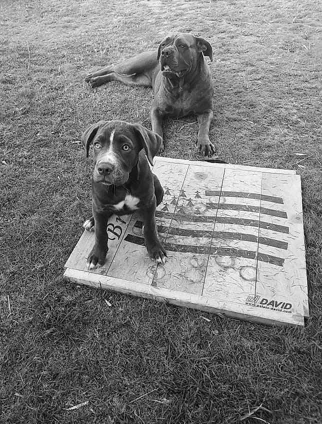 Kelya a rejoint le concours — aidez-le/la à gagner de superbes lots ! art, black, black_and_white, canidae, carnivore, companion_dog, dog, dog_breed, fawn, flooring, grass, liver, monochrome, monochrome_photography, snout, sporting_group, style, terrestrial_animal, vertebrate, working_animal