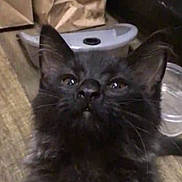 Prince is registered to the contest to win money with this photo: kitten, black_cat, fur, whiskers, ears, indoor, curious, pet, animal, feline, closeup, young, domestic, floor, container, brown_paper_bag, looking_up, cute, soft