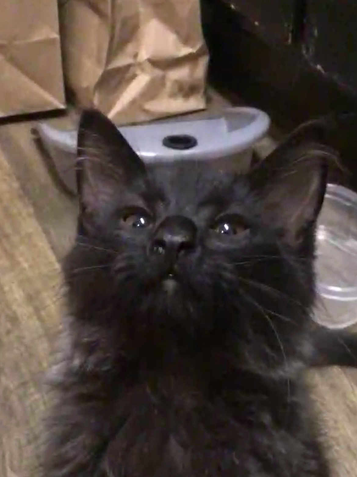 Prince is registered to the contest to win money with this photo: kitten, black_cat, fur, whiskers, ears, indoor, curious, pet, animal, feline, closeup, young, domestic, floor, container, brown_paper_bag, looking_up, cute, soft