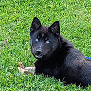 Shelby joined the competition — help win amazing prizes! alert, animal, black_dog, blue_eyes, bone, canine, companion, cute, daylight, dog, field, fur, grass, greenery, lying_down, mammal, nature, outdoor, pet, playful