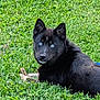 alert, animal, black_dog, blue_eyes, bone, canine, companion, cute, daylight, dog, field, fur, grass, greenery, lying_down, mammal, nature, outdoor, pet, playful