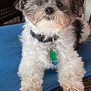 Bailey joined the competition — help win amazing prizes! accessories, affenpinscher, animal, canine, chair, collar, couch, cushion, dog, furniture, homedecor, jewelry, leash, necklace, pet, poodle, puppy, strap, terrier, whitedog