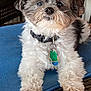 accessories, affenpinscher, animal, canine, chair, collar, couch, cushion, dog, furniture, homedecor, jewelry, leash, necklace, pet, poodle, puppy, strap, terrier, whitedog