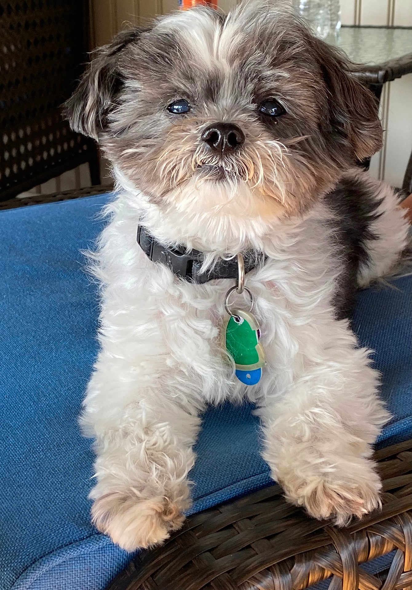 Bailey joined the competition — help win amazing prizes! accessories, affenpinscher, animal, canine, chair, collar, couch, cushion, dog, furniture, homedecor, jewelry, leash, necklace, pet, poodle, puppy, strap, terrier, whitedog
