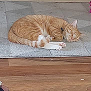 Toby is registered to the contest to win money with this photo: cat, orange_tabby, sleeping, rug, fireplace, indoor, cozy, pet, fur, relaxed, home, wood_floor, curled_up, resting, domestic_cat, whiskers, paws, cute, calm, animal