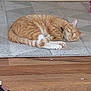 cat, orange_tabby, sleeping, rug, fireplace, indoor, cozy, pet, fur, relaxed, home, wood_floor, curled_up, resting, domestic_cat, whiskers, paws, cute, calm, animal
