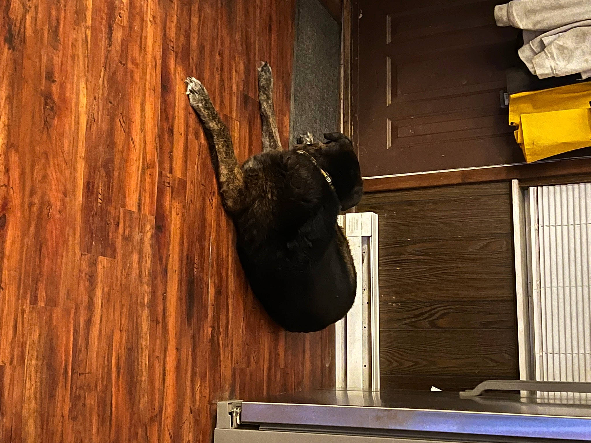 Jaeger joined the competition — help win amazing prizes! brown, door, door_handle, door_knocker, floor, flooring, hardwood, metal, pattern, plank, plywood, room, shadow, tints_and_shades, varnish, wall, window, wood, wood_flooring, wood_stain