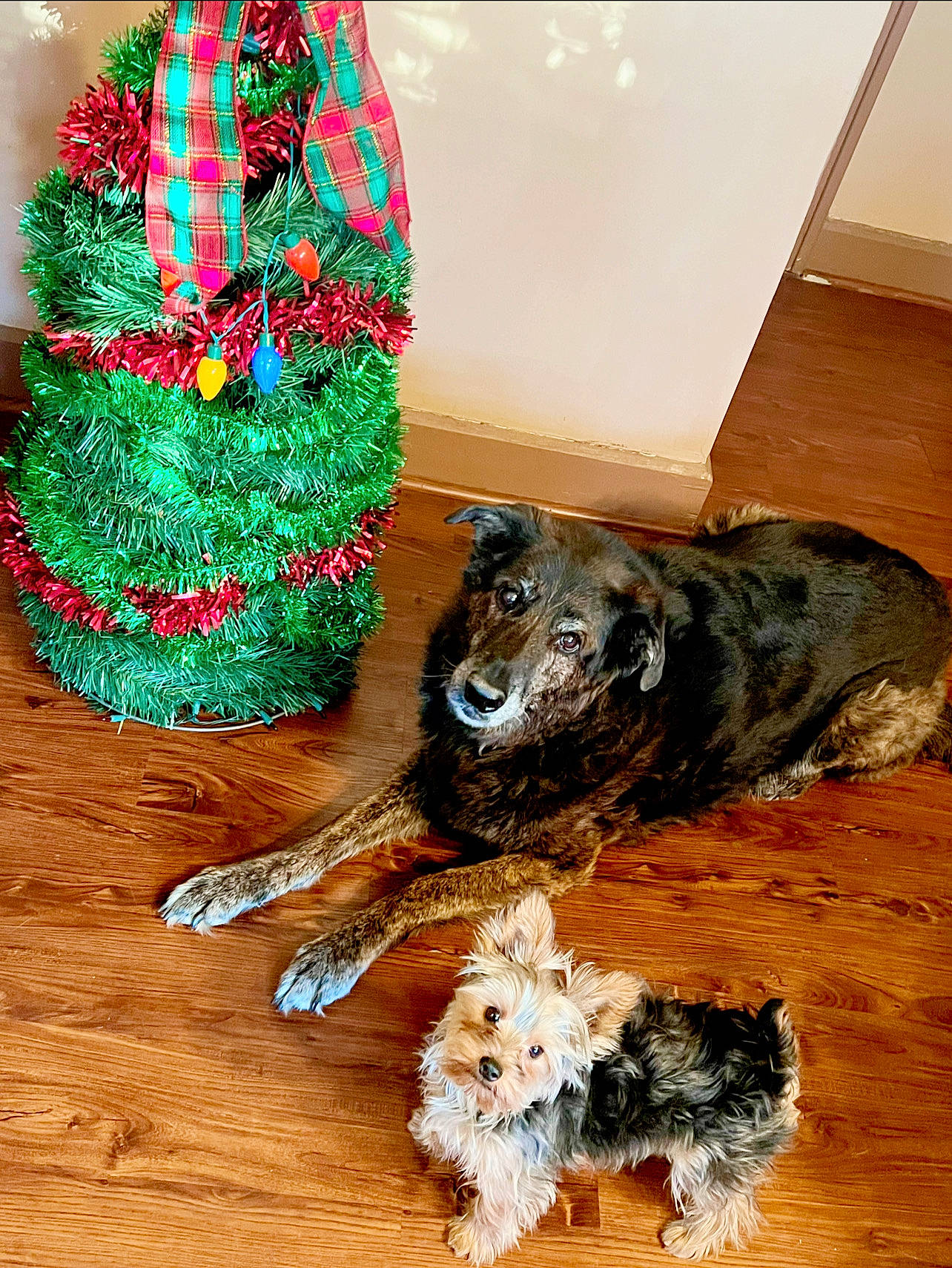 Jaeger joined the competition — help win amazing prizes! carnivore, christmas_tree, companion_dog, dog, dog_breed, dog_supply, event, fawn, felidae, flooring, fur, hardwood, holiday_ornament, ornament, paw, snout, tail, toy, toy_dog, wood