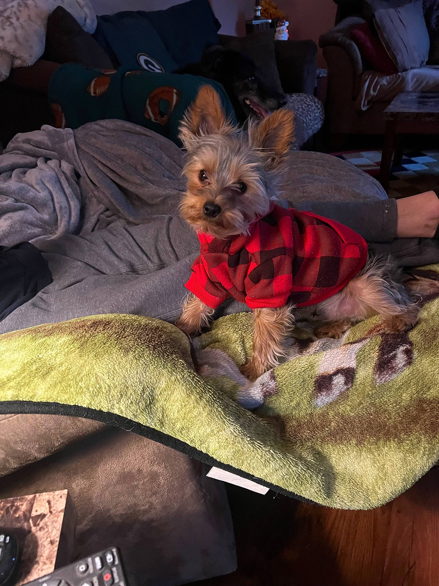 Lugnut joined the competition — help win amazing prizes! carnivore, comfort, companion_dog, dog, dog_breed, dog_clothes, dog_supply, fawn, felidae, fur, lap, linens, mammal, small_terrier, snout, sporting_group, textile, toy_dog, working_animal, yorkshire_terrier