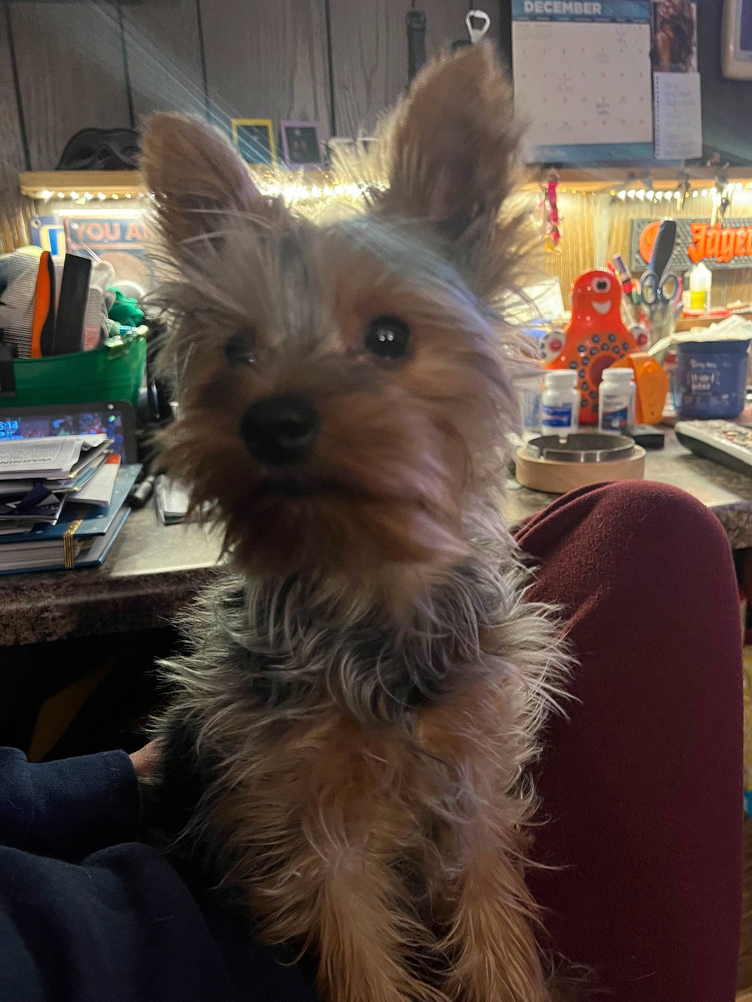 Lugnut is registered to the contest to win money with this photo: australian_terrier, biewer_terrier, canidae, carnivore, companion_dog, dog, dog_breed, dog_supply, ear, fur, small_terrier, snout, sporting_group, terrier, toy_dog, yorkipoo