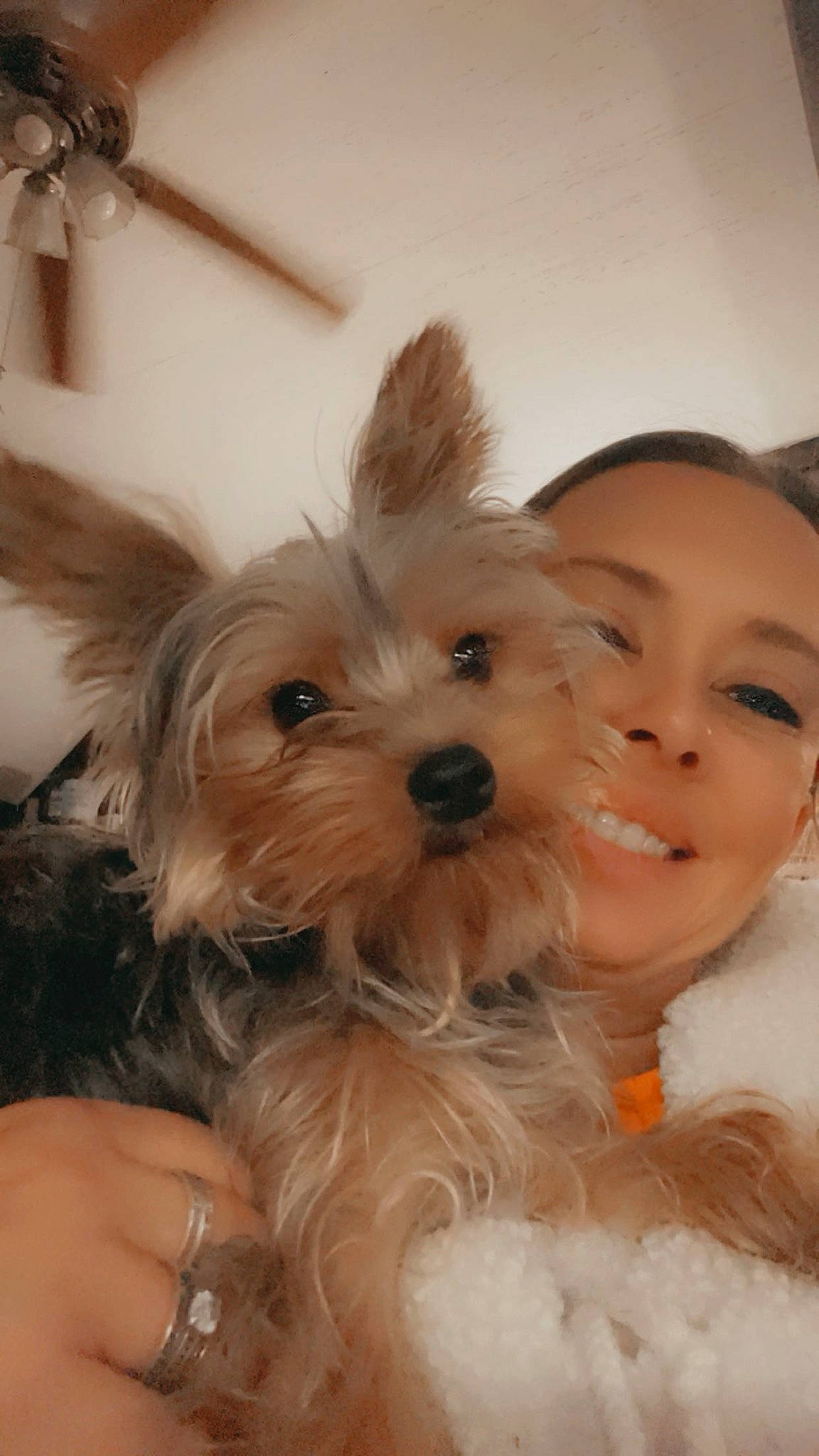 Lugnut is registered to the contest to win money with this photo: canidae, carnivore, companion_dog, dog, dog_breed, dog_supply, ear, eye, fawn, fur, happy, head, iris, maltepoo, smile, snout, sporting_group, terrier, toy_dog, working_animal