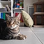 Charly a rejoint le concours — aidez-le/la à gagner de superbes lots ! animal, binder, books, bookshelf, cat, cat_tree, curious, cushion, ears, feline, floor, furniture, home, indoor, paws, pet, resting, tabby, tile, whiskers