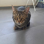 Charly participe au concours pour gagner de l'argent avec cette photo : animal, balcony, cat, closeup, crouching, curious, domestic, ears, feline, floor, front_view, indoor, looking, pet, quiet, tabby, tile, whiskers, yellow_eyes, young_cat