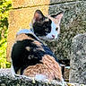 cat, calico_cat, animal, pet, feline, outdoor, stone_wall, masonry, garden, greenery, portrait, looking_at_camera, sitting, fur, tri_color, ears, whiskers, eyes, natural_light, vigilant