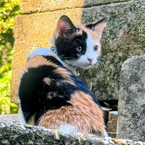 Keys joined the competition — help win amazing prizes! cat, calico_cat, animal, pet, feline, outdoor, stone_wall, masonry, garden, greenery, portrait, looking_at_camera, sitting, fur, tri_color, ears, whiskers, eyes, natural_light, vigilant
