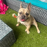 Awesome joined the competition — help win amazing prizes! brown_dog, close_up, companion, cushion, dog, domestic_animal, ears_up, french_bulldog, furniture, grass, happy, outdoor, patio, pet, relaxed, smiling, sofa, tongue_out, toy, wicker