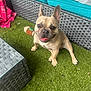 brown_dog, close_up, companion, cushion, dog, domestic_animal, ears_up, french_bulldog, furniture, grass, happy, outdoor, patio, pet, relaxed, smiling, sofa, tongue_out, toy, wicker