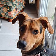Francoise Aubert participe au concours pour gagner de l'argent avec cette photo : animal, black, brown, collar, couch, curious, dog, domestic, ears, face, floor, floral_pattern, furniture, home, indoor, light, looking, pet, tile, window