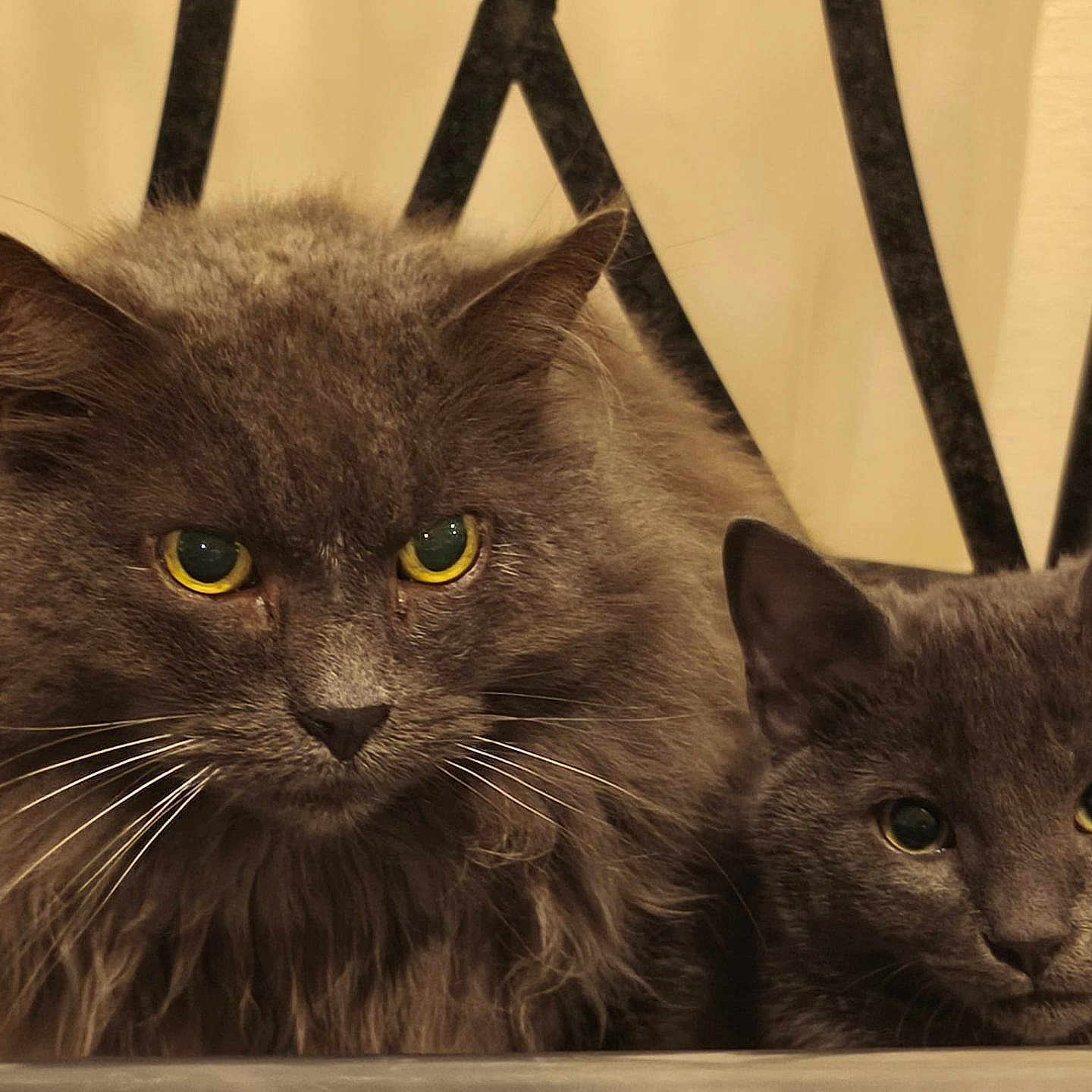 Viti Et Delta participe au concours pour gagner de l'argent avec cette photo : animals, cat, closeup, companions, curious, domestic_cat, ears, face, feline, fluffy_cat, fur, gray_cat, indoor, kitten, looking, pets, portrait, resting, whiskers, yellow_eyes