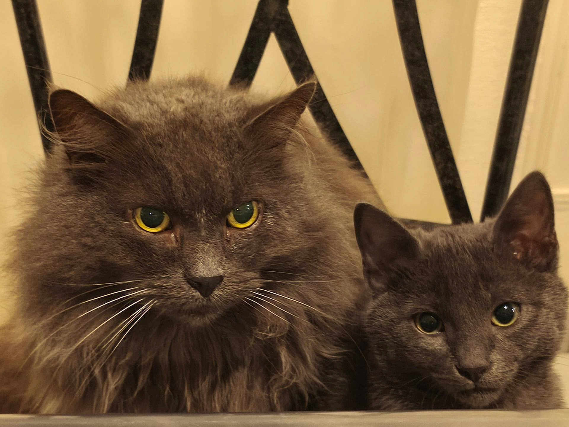 Viti Et Delta participe au concours pour gagner de l'argent avec cette photo : cat, gray_cat, fluffy_cat, kitten, pets, animals, indoor, closeup, feline, yellow_eyes, curious, portrait, companions, fur, whiskers, ears, face, domestic_cat, resting, looking