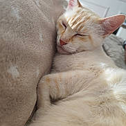 Olaf participe au concours pour gagner de l'argent avec cette photo : cat, sleeping, cream_color, feline, cozy, cushion, soft_texture, indoor, relaxed, pet, fur, whiskers, ear, close_up, resting, sunlight, domestic_animal, cute, nap, comfort