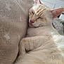 cat, sleeping, cream_color, feline, cozy, cushion, soft_texture, indoor, relaxed, pet, fur, whiskers, ear, close_up, resting, sunlight, domestic_animal, cute, nap, comfort