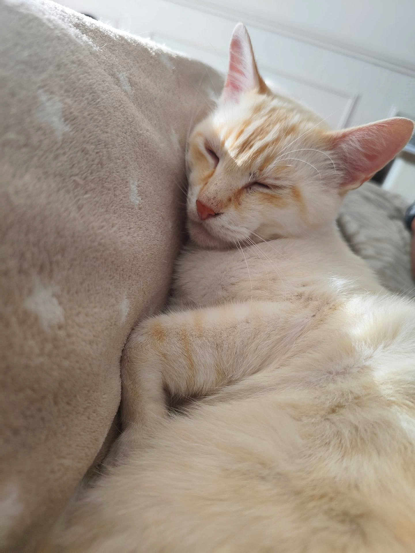 Olaf participe au concours pour gagner de l'argent avec cette photo : cat, sleeping, cream_color, feline, cozy, cushion, soft_texture, indoor, relaxed, pet, fur, whiskers, ear, close_up, resting, sunlight, domestic_animal, cute, nap, comfort