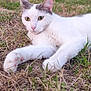 cat, white_cat, gray_patches, animal, pet, grass, outdoor, nature, fur, whiskers, relaxing, lying_down, closeup, pink_nose, paws, daylight, greenery, cute, mammal, domestic_cat