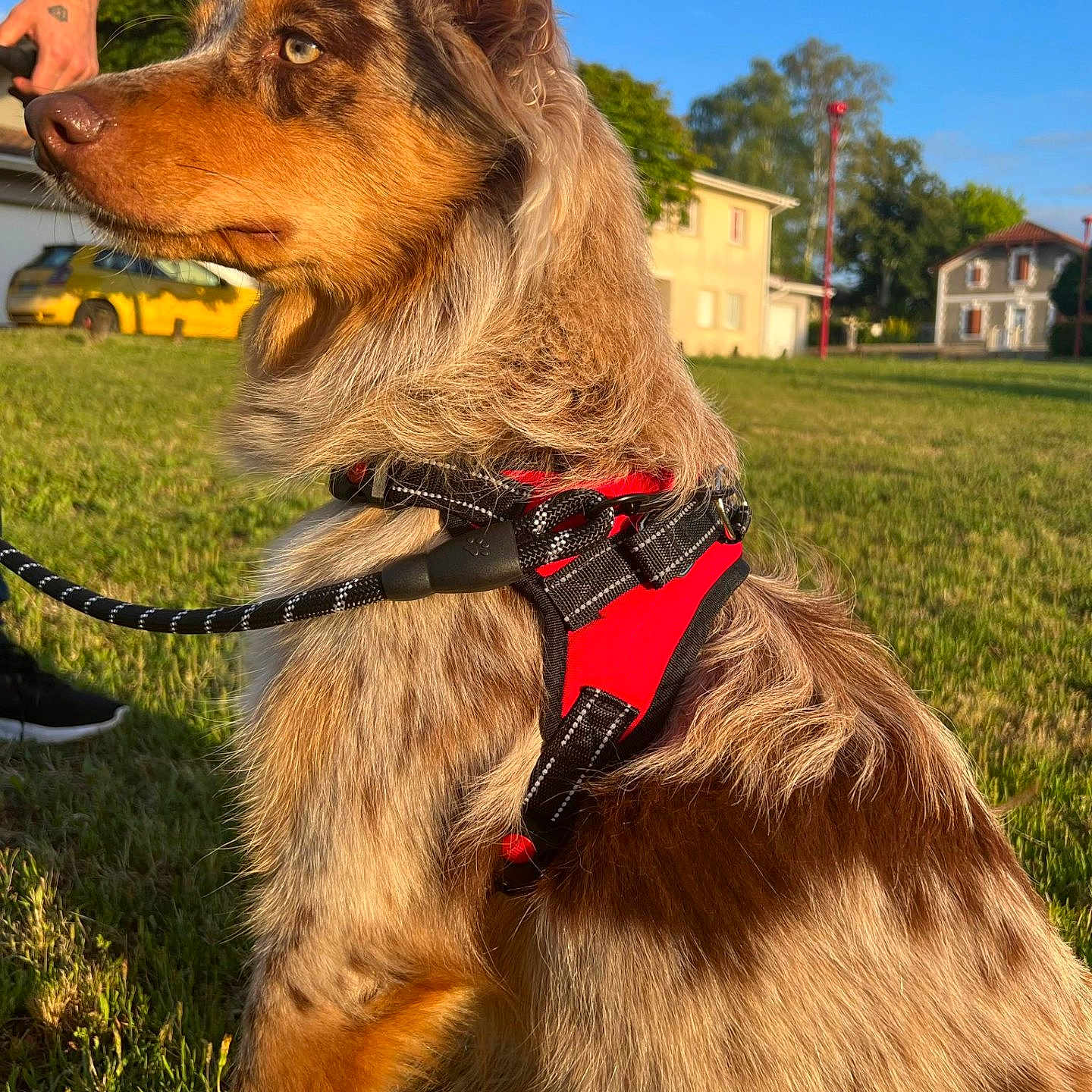 Viena participe au concours pour gagner de l'argent avec cette photo : accessories, animal, architecture, building, canine, car, dog, grass, lawn, leash, nature, outdoors, person, pet, plant, puppy, shelter, strap, transportation, vehicle