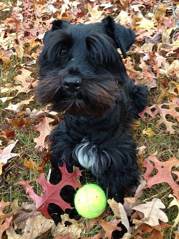 Gunther joined the competition — help win amazing prizes! ball, canidae, carnivore, companion_dog, dog, dog_breed, dog_supply, grass, liver, natural_foods, schnauzer, small_terrier, soil, sporting_group, standard_schnauzer, tail, tennis_ball, terrier, toy_dog, working_animal