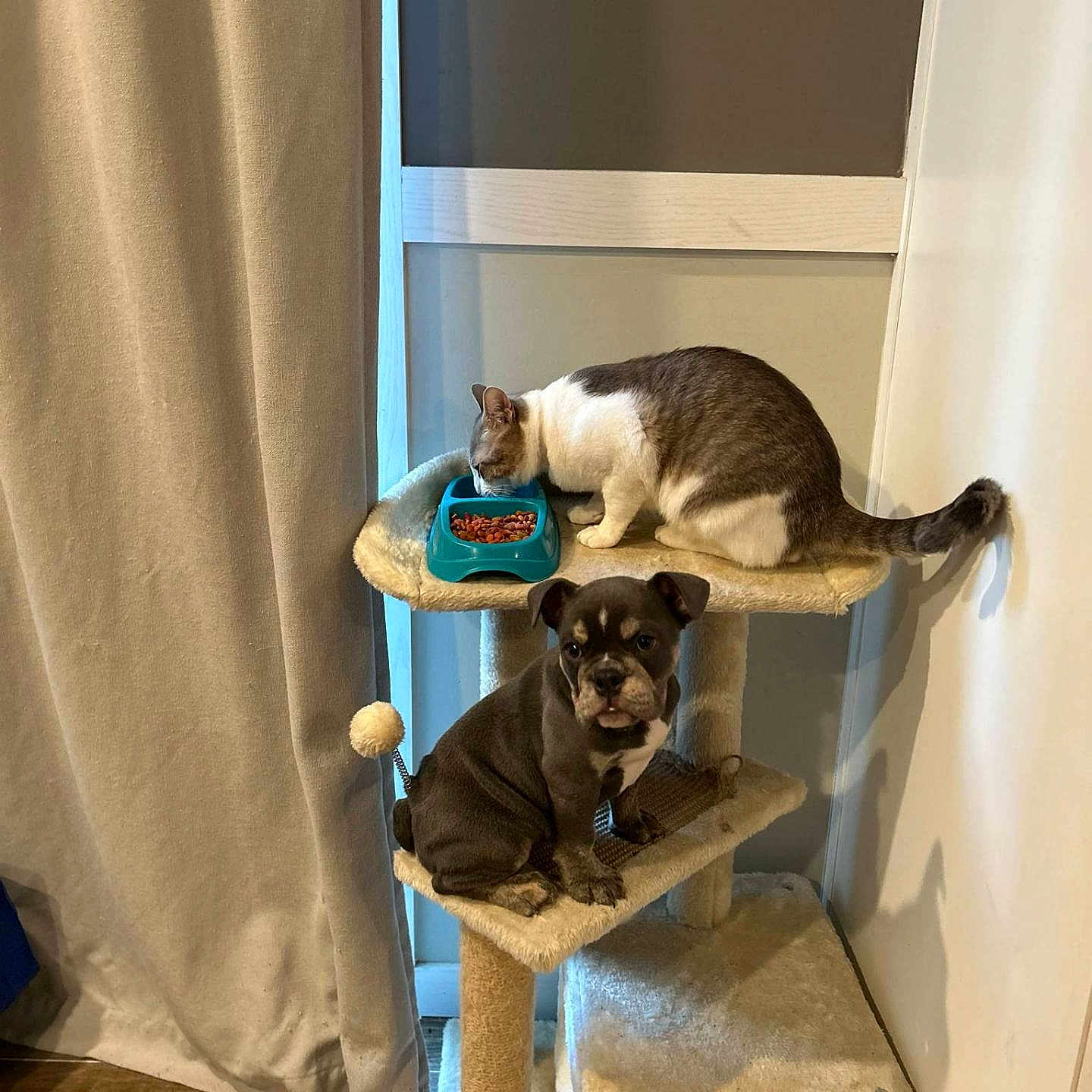 Peppa Pig joined the competition — help win amazing prizes! animal, blue_bowl, cat, cat_tree, cozy, curtain, cute, domestic, eating, furniture, gray_cat, indoor, pet, pet_food, playful, puppy, sitting, small_dog, white_cat, wood_floor