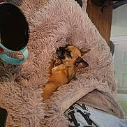 Autumn is registered to the contest to win money with this photo: audio_equipment, carnivore, cat_supply, comfort, companion_dog, dog_breed, eyewear, fawn, felidae, fur, plush, small_to_medium_sized_cats, snout, stuffed_toy, textile, toy, whiskers, wood, wool, working_animal