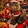 cat, tabby, christmas_hat, holiday_lights, christmas_tree, gift_boxes, festive, red_blanket, jingle_bells, cozy, decorations, indoor, cute, pet, seasonal, celebration, ornaments, warm_lighting, holiday_spirit, fur
