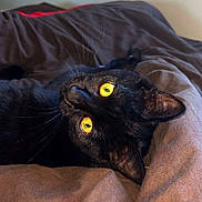 Moon participe au concours pour gagner de l'argent avec cette photo : black_cat, cat, pet, animal, feline, yellow_eyes, whiskers, bed, blanket, cozy, indoor, resting, cute, fur, portrait, relaxing, cute_pet, domestic_cat, soft, curious