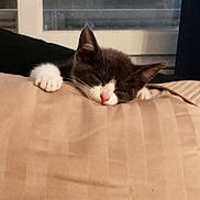 Moka a rejoint le concours — aidez-le/la à gagner de superbes lots ! kitten, cat, sleeping, paw, indoor, cushion, beige, black_and_white, nap, cozy, window, soft, pet, animal, cute, rest, feline, fur, domestic, relaxation