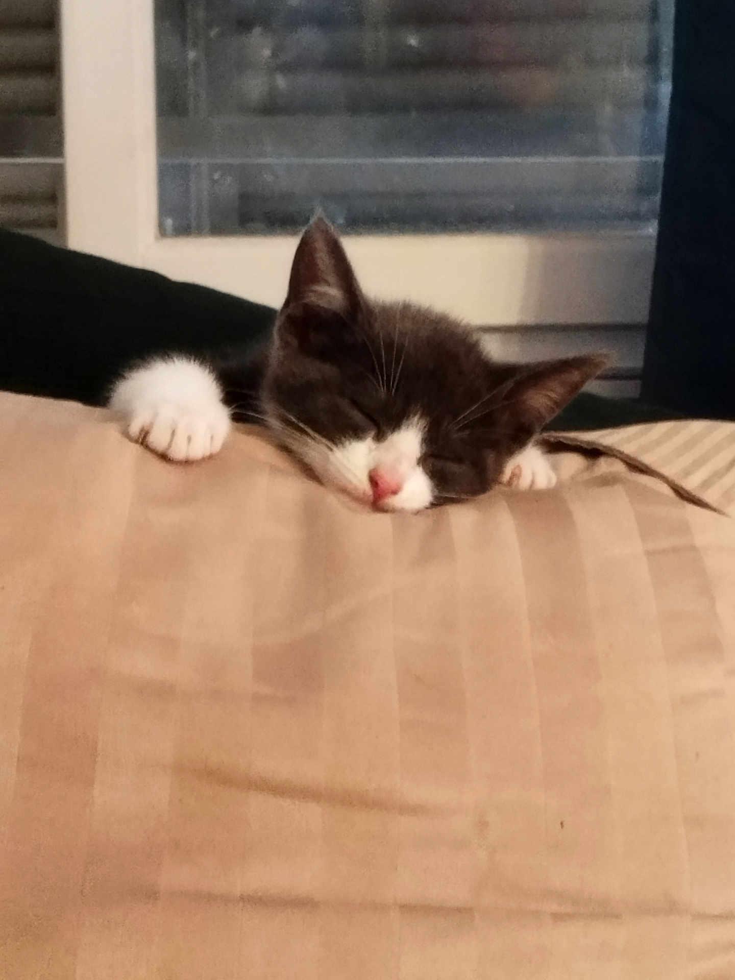 Moka a rejoint le concours — aidez-le/la à gagner de superbes lots ! kitten, cat, sleeping, paw, indoor, cushion, beige, black_and_white, nap, cozy, window, soft, pet, animal, cute, rest, feline, fur, domestic, relaxation