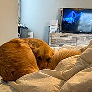 Sweet Pea is registered to the contest to win money with this photo: dog, golden_retriever, bed, blanket, indoor, television, furniture, wooden_cabinet, curled_up, sleepy, pet, canine, cozy, resting, home, living_room, comfort, fur, animal, relaxation