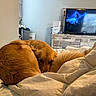 dog, golden_retriever, bed, blanket, indoor, television, furniture, wooden_cabinet, curled_up, sleepy, pet, canine, cozy, resting, home, living_room, comfort, fur, animal, relaxation